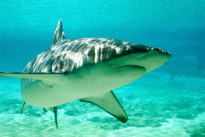 A dusky shark, the same species as Busan's Bukangi shark, swimming in an aquarium tank at Sea World on Australia's Gold Coast