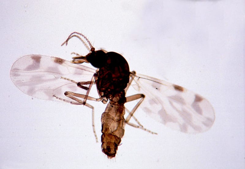 Close-up of an adult female Culicoides biting midge, the type of insect that spreads Shamonda virus