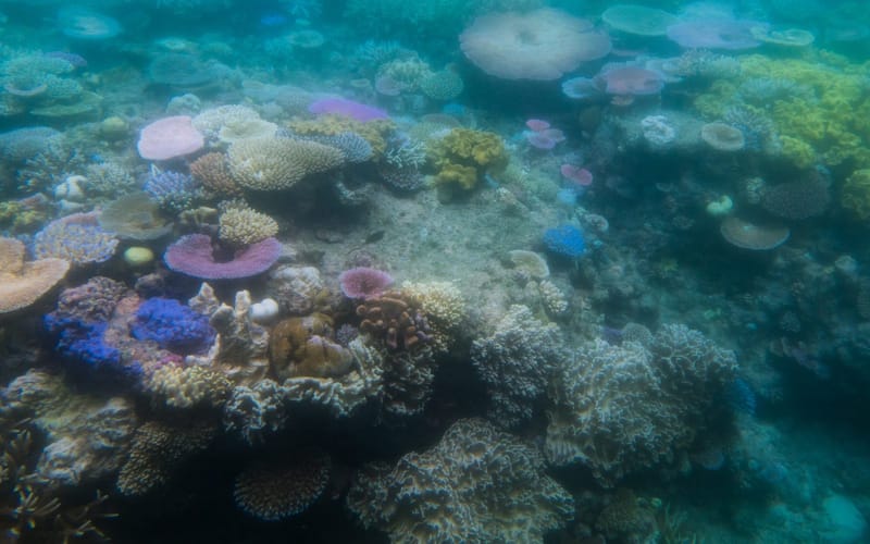 Bleached white coral on the Great Barrier Reef during the 2016 mass bleaching event