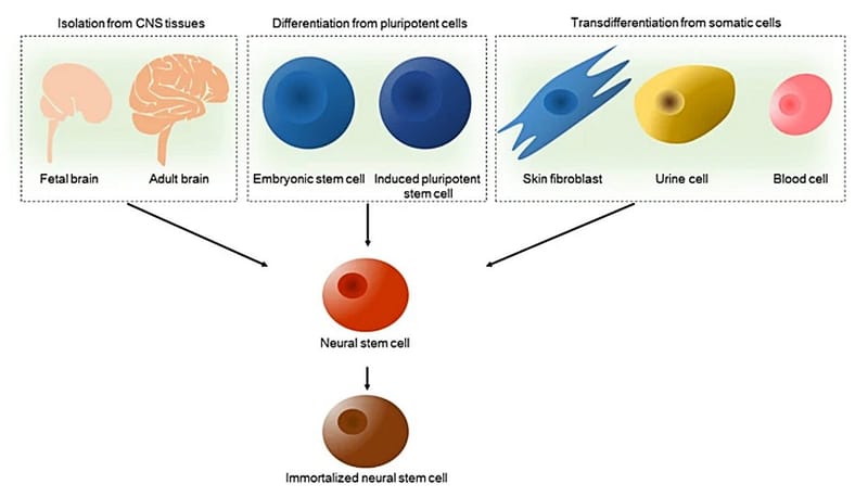 Diagram of three routes to neural stem cells: from brain and spinal cord tissue, from pluripotent stem cells, and by direct conversion of somatic cells such as blood cells