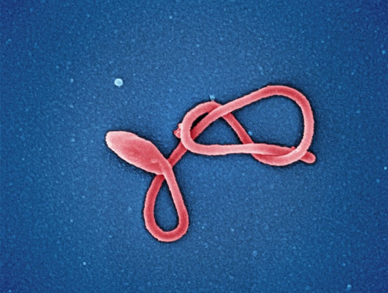 Colorized scanning electron micrograph of a single filamentous Ebola virus particle, shown in red